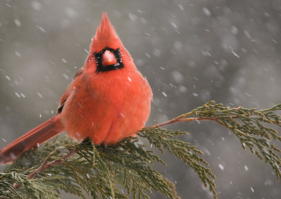 Cardinals Have No Teeth — and other things you learn birdwatching online